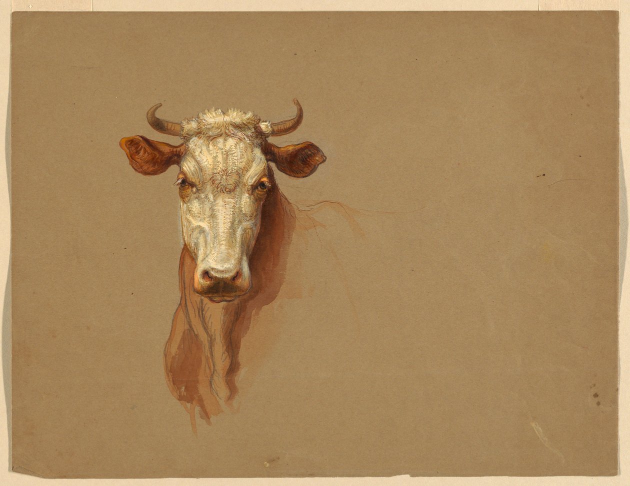 To studier av storfe av Samuel Colman