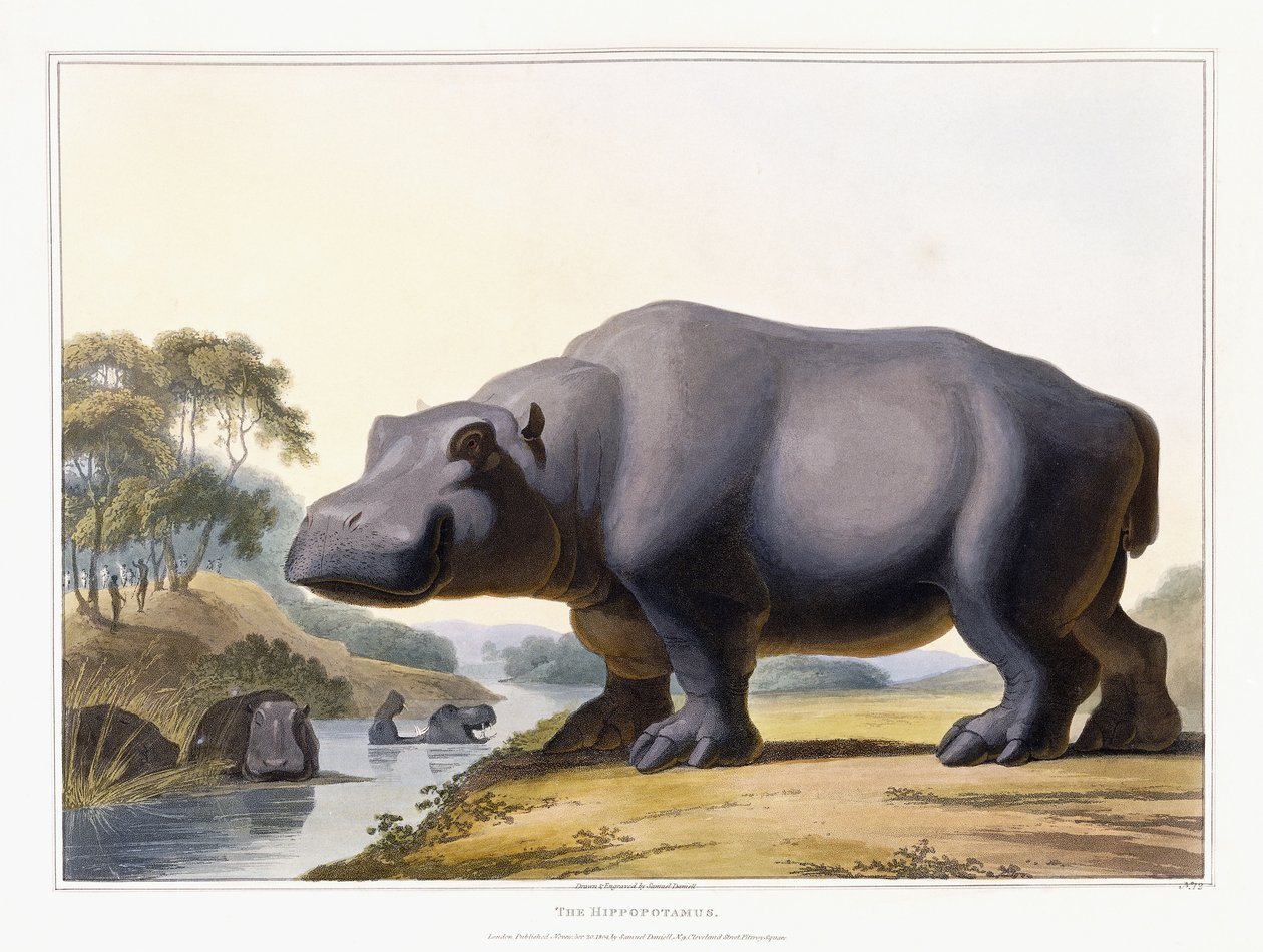 Hippopotamus, 1804 av Samuel Daniell