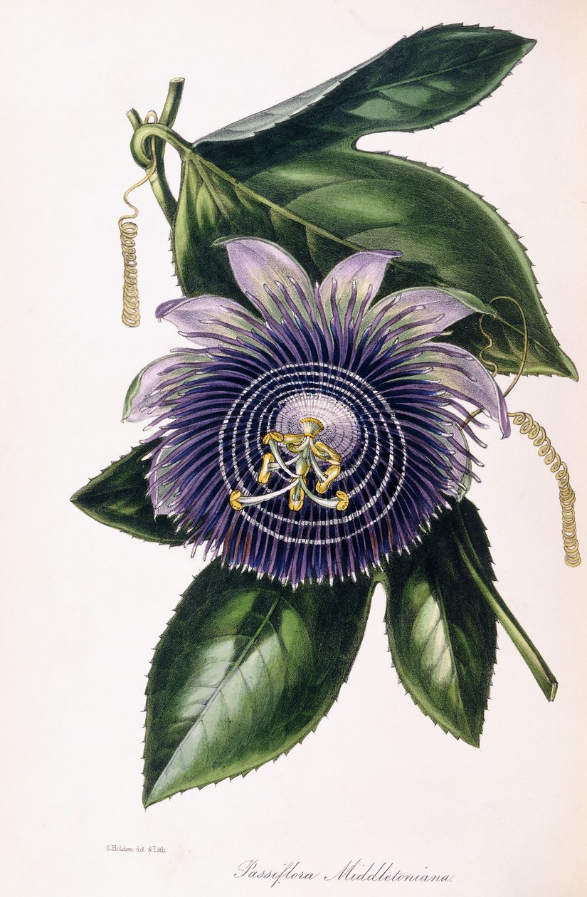 Passiflora Middletoniana, ca. 1834-1849 av Samuel Holden