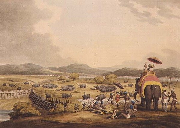 Driving Elephants Into A Keddah, fra "Oriental Field Sports", pub. av Edward Orme av Samuel Howett