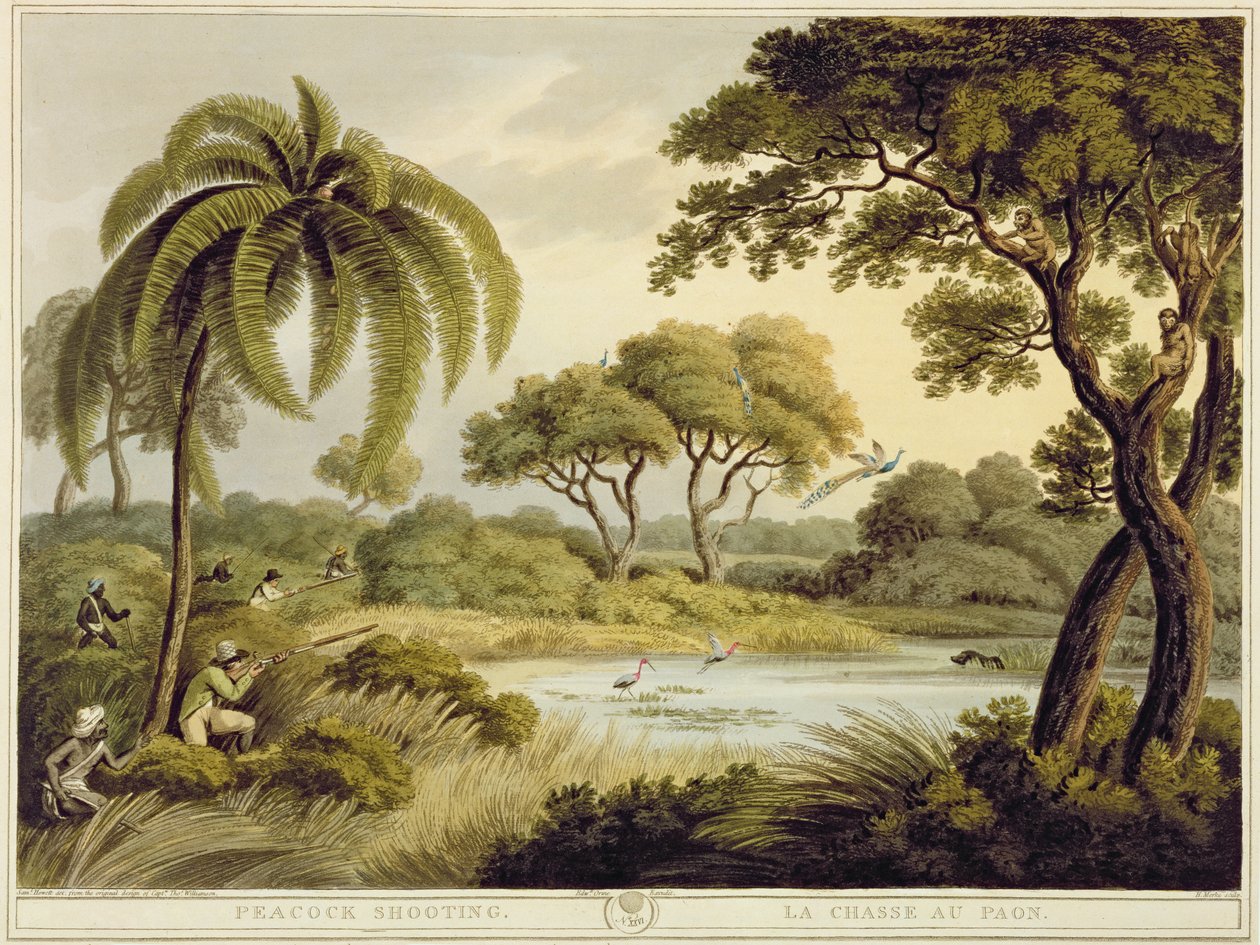 Peacock Shooting, fra Oriental Field Sports, pub. av Edward Orme, 1807 (trykk) av Samuel Howett