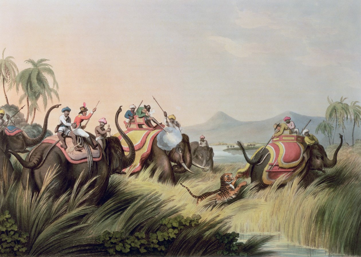 The Tiger At Bay, fra Oriental Field Sports, pub. av Edward Orme, 1807 (trykk) av Samuel Howett