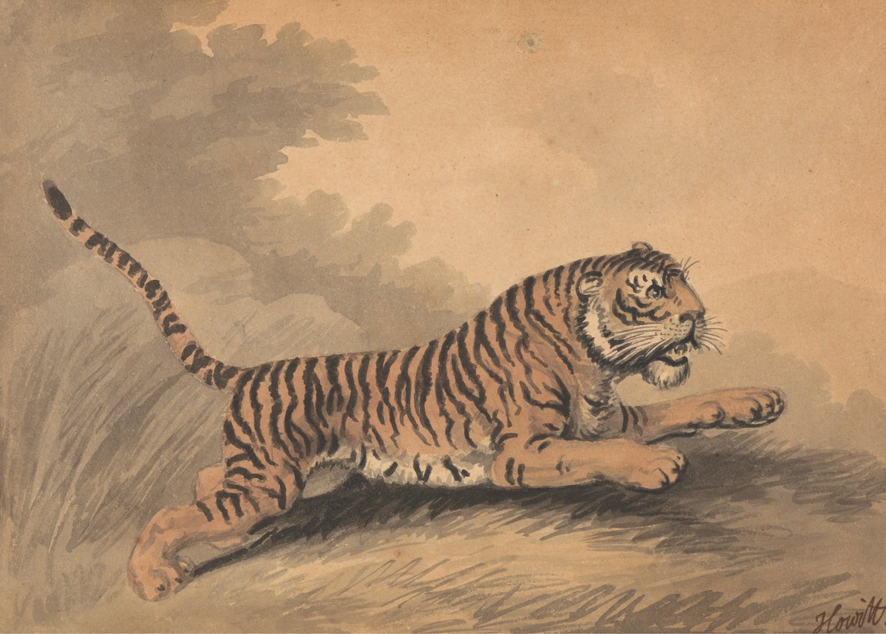 Eine Tigerin springt nach rechts av Samuel Howitt