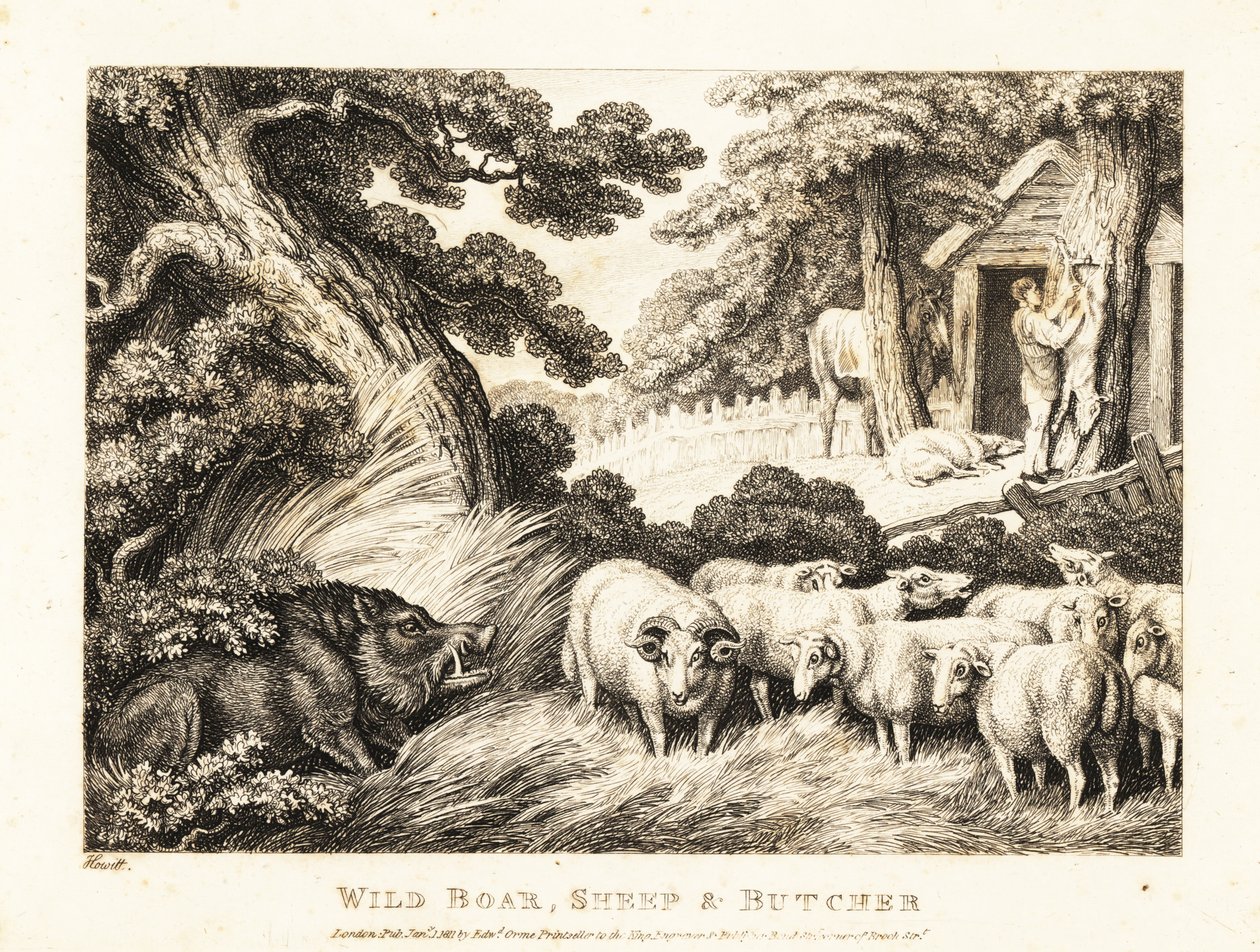 En saueflokk venter på slakting av en slakter. 1811 (etsing) av Samuel Howitt