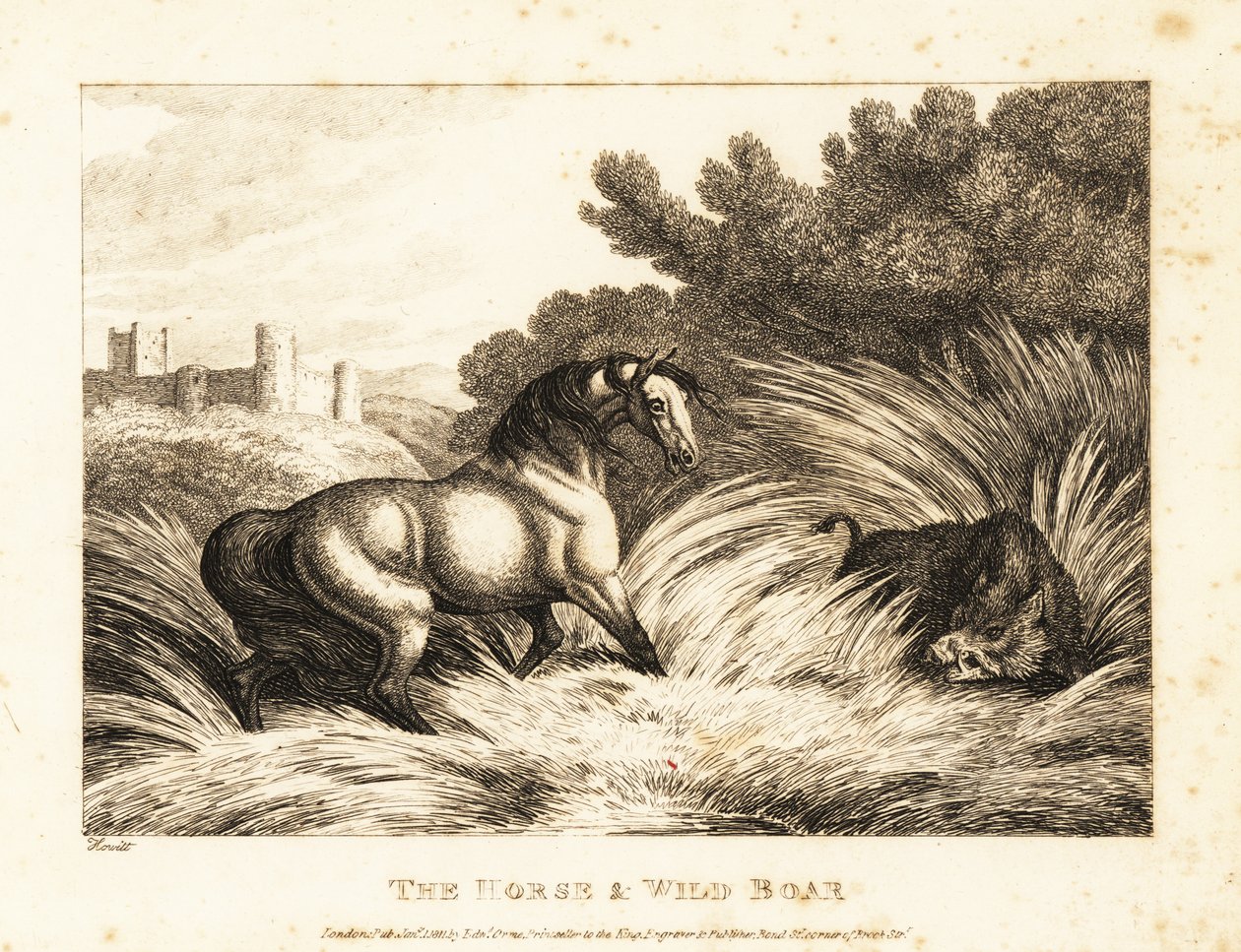 En hest og villsvin møter hverandre i et beite. 1811 (etsing) av Samuel Howitt