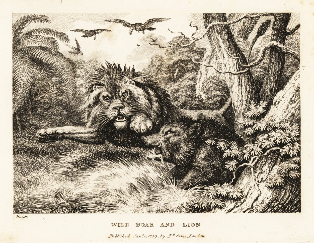 En løve og villsvin kjemper mens gribber sirkler over. 1811 (etsing) av Samuel Howitt