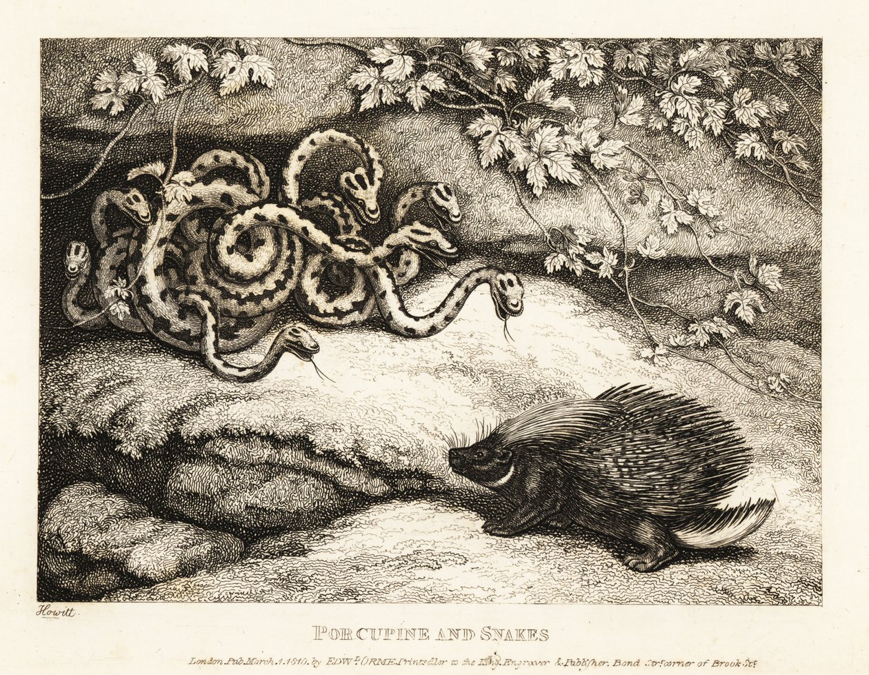 Et piggsvins skarpe fjærpenner driver ut et rede av slanger fra en hule 1811 (etsing) av Samuel Howitt