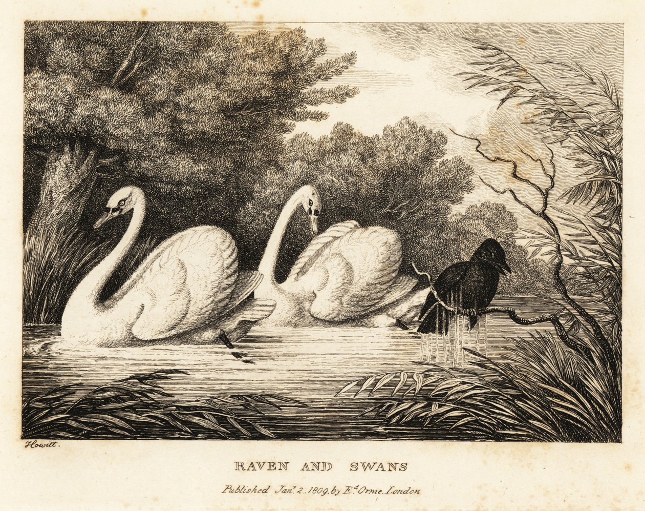 En ravn prøver å vaske seg for å være mer som de hvite svanene. 1811 (etsing) av Samuel Howitt
