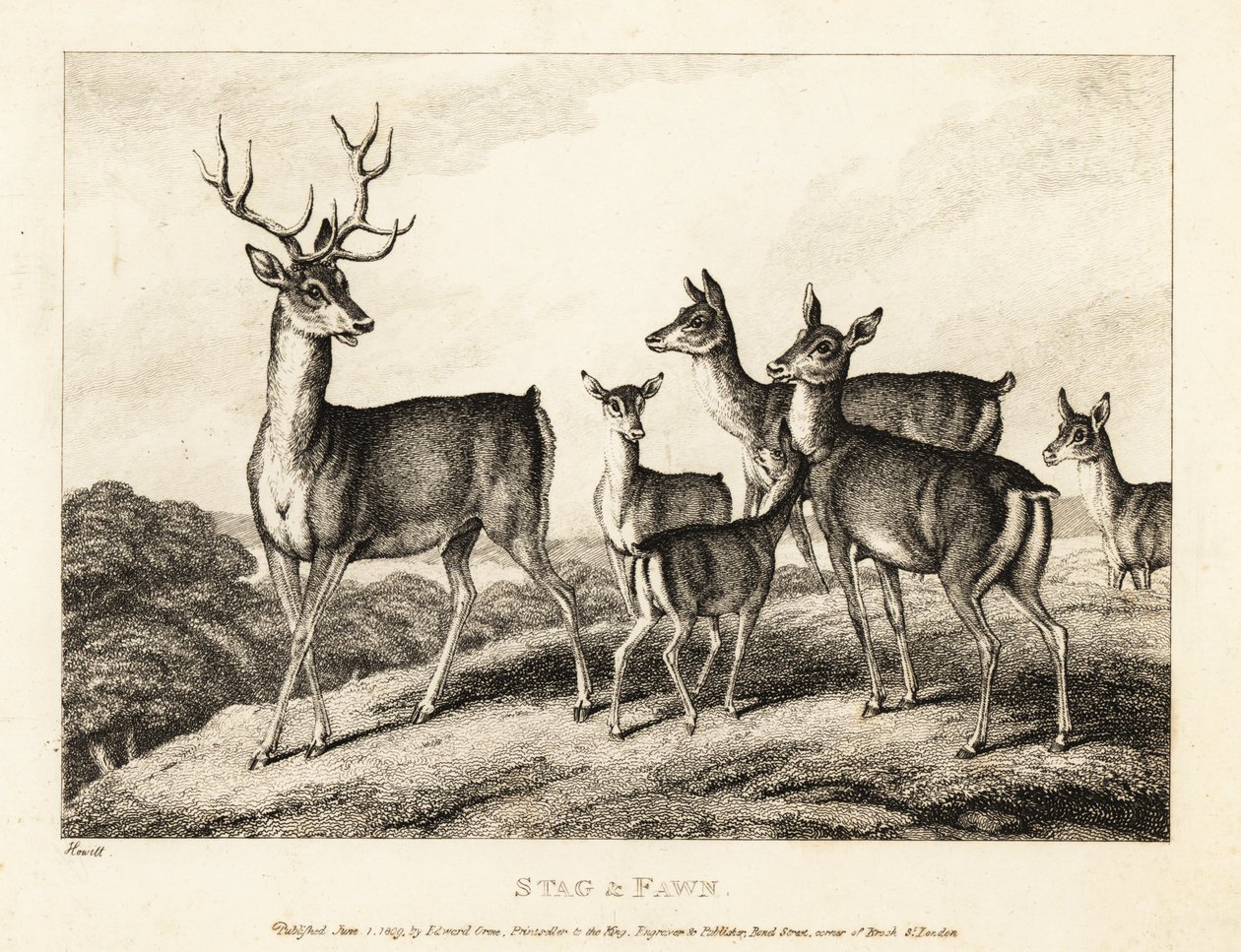En hjort med do og fawns. Hjort og fawn. 1811 (etsing) av Samuel Howitt