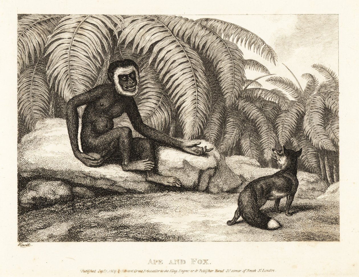 En haleløs ape ber en rev om noe av halen hans. Ape og rev. 1811 (etsing) av Samuel Howitt