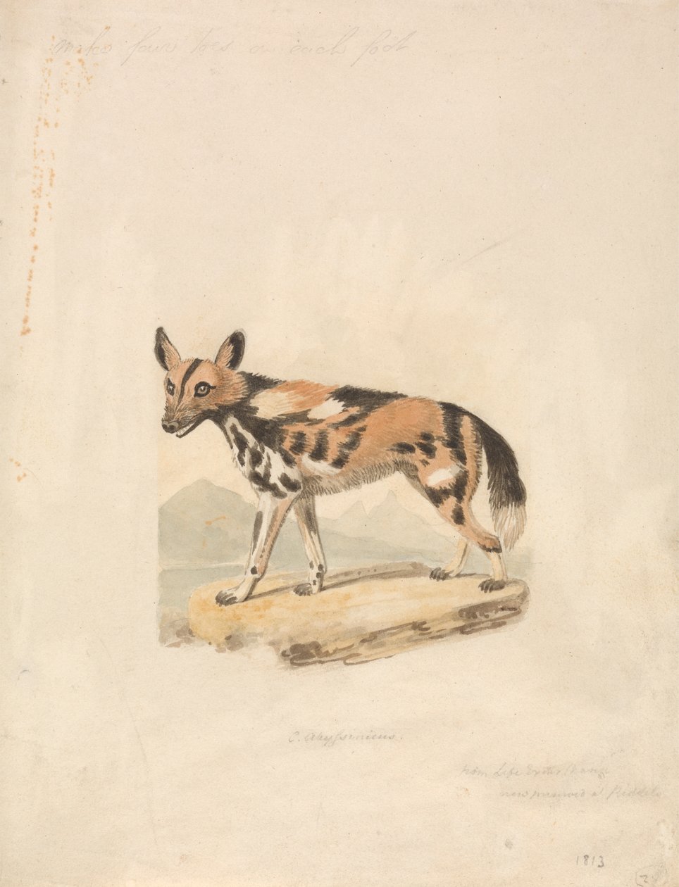 Abessinisk hund av Samuel Howitt