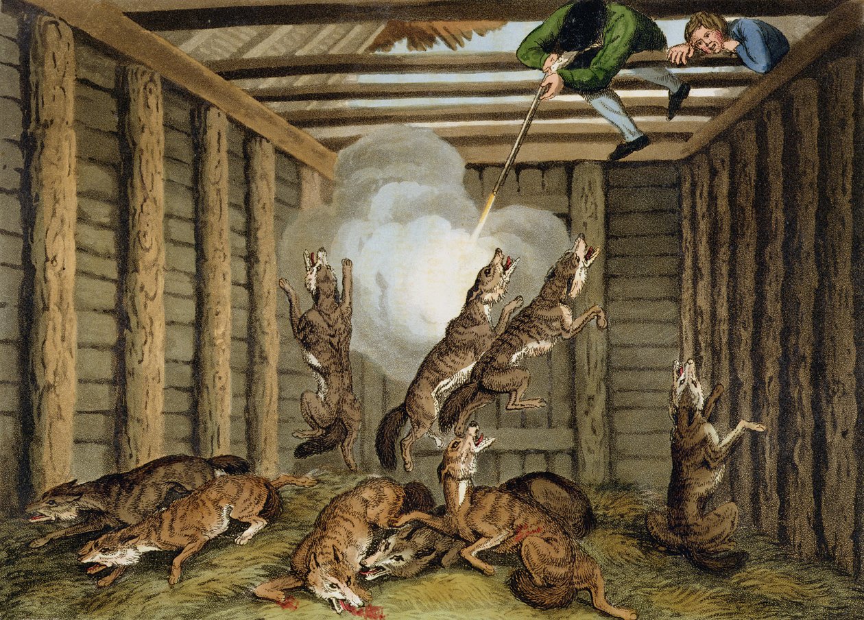 American Anecdote: Shooting the Wolves, gravert av Matthew Dubourg (fl.1785-1820) og kunstneren, utgitt av Edward Orme, 1813 av Samuel Howitt
