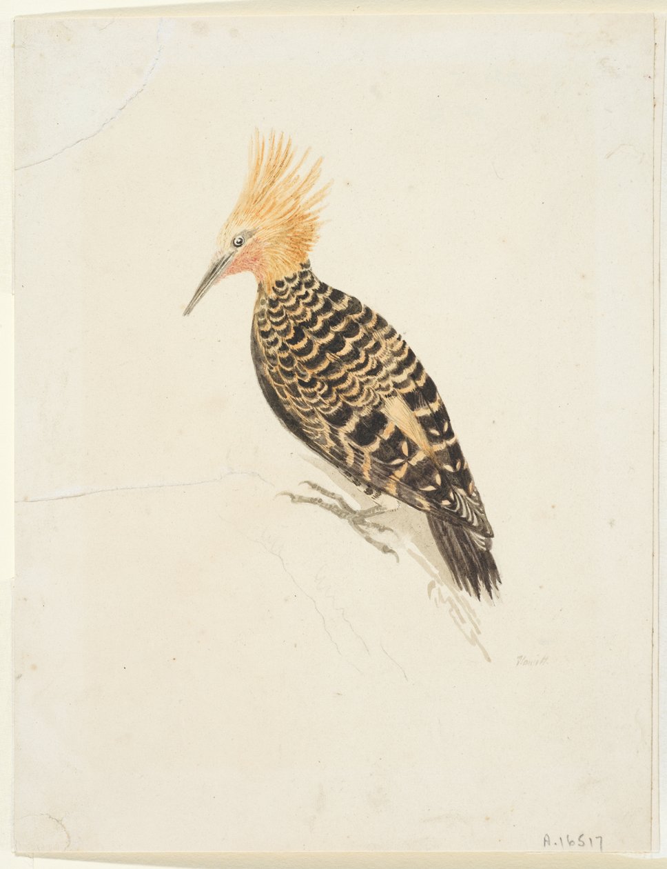 Fugl, ca. 1765-22 (grafitt og akvarell på vevd papir, lagt ned) av Samuel Howitt