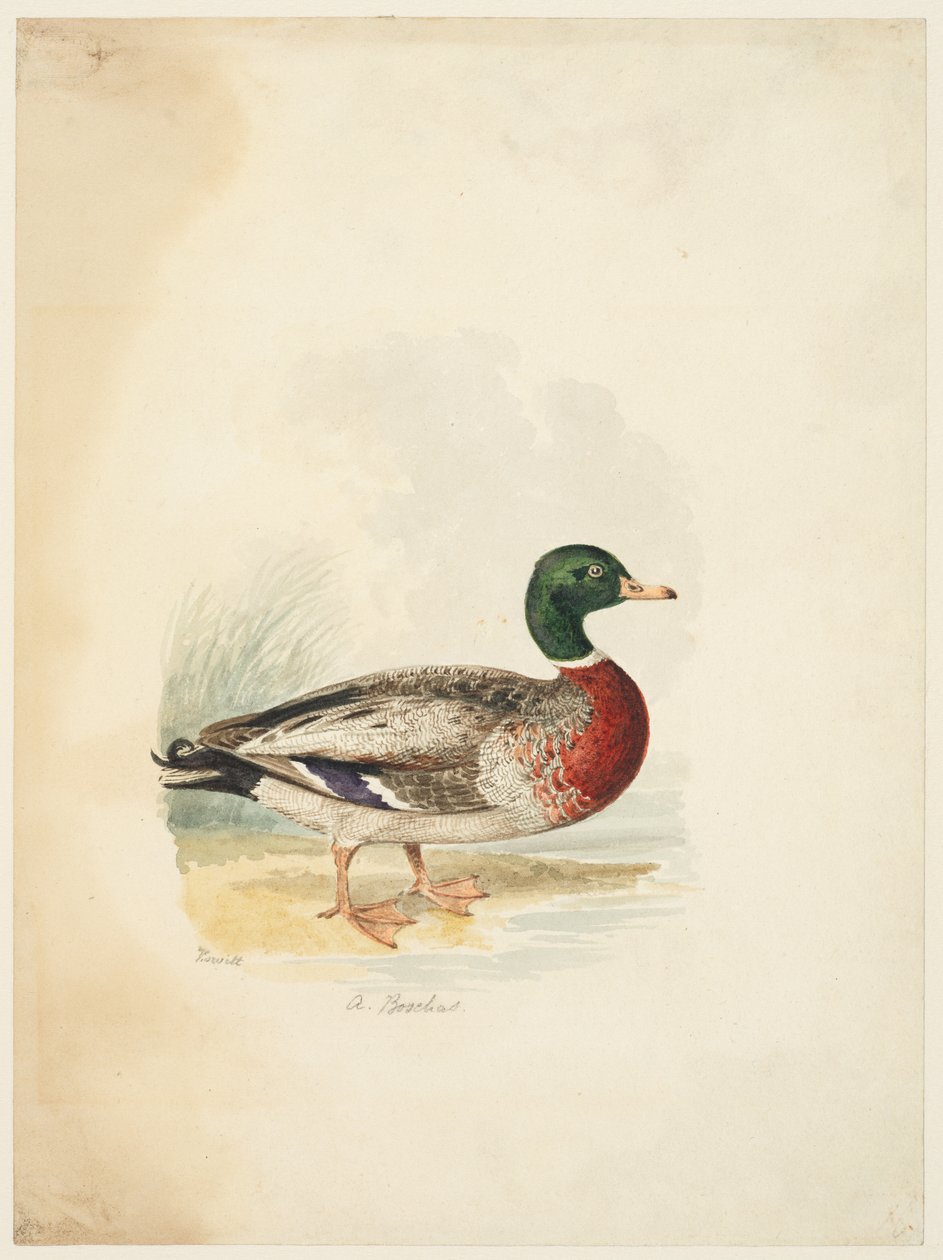 And - Anas boschas (recto), ca. 1813-22 (grafitt, penn amp; brunt blekk amp; akvarell, grafitt på vevd papir) av Samuel Howitt