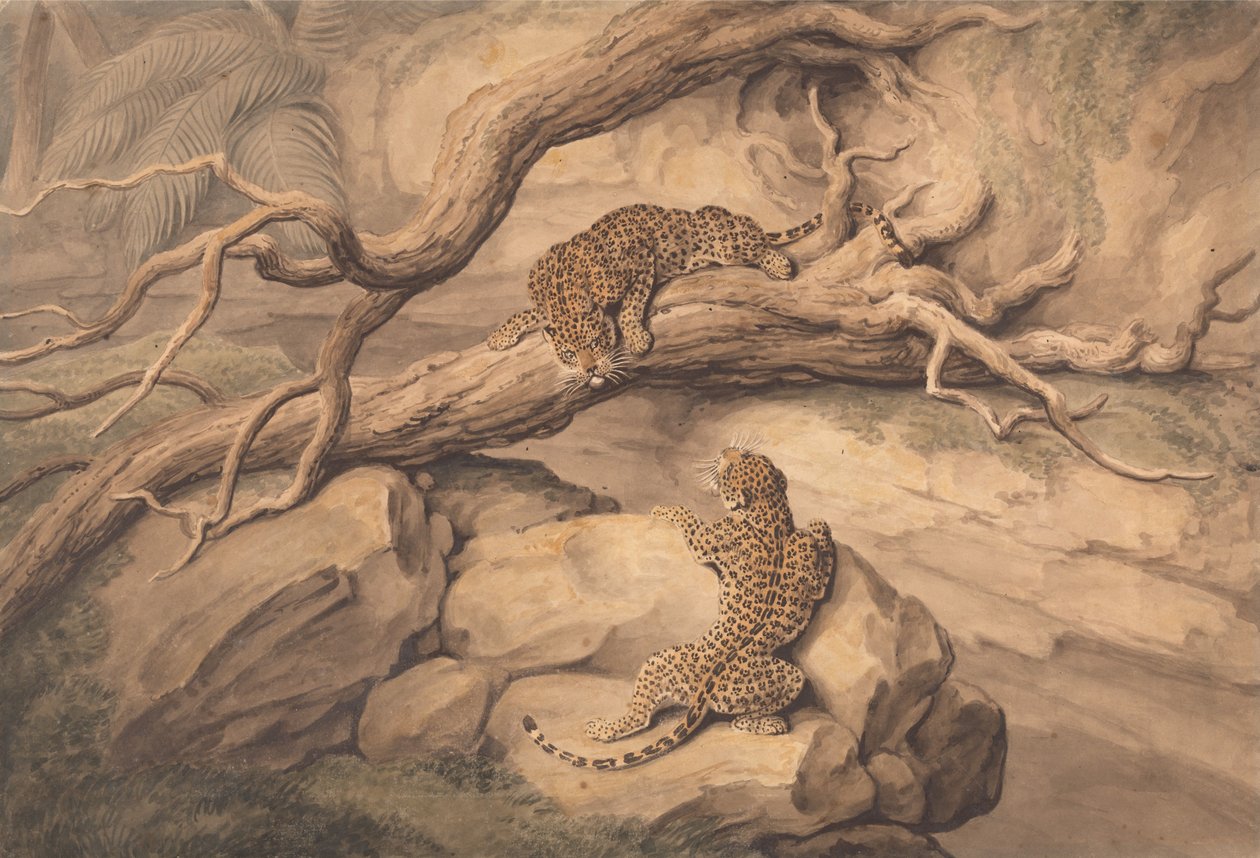 Lekende leoparder blant falne trær og steiner av Samuel Howitt