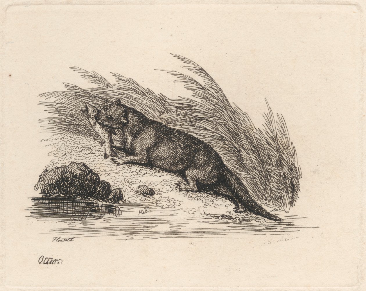 Otter av Samuel Howitt