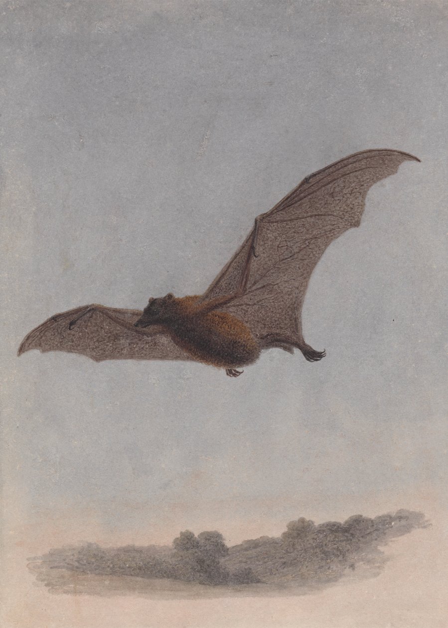 Studie av en vampyrflaggermus av Samuel Howitt