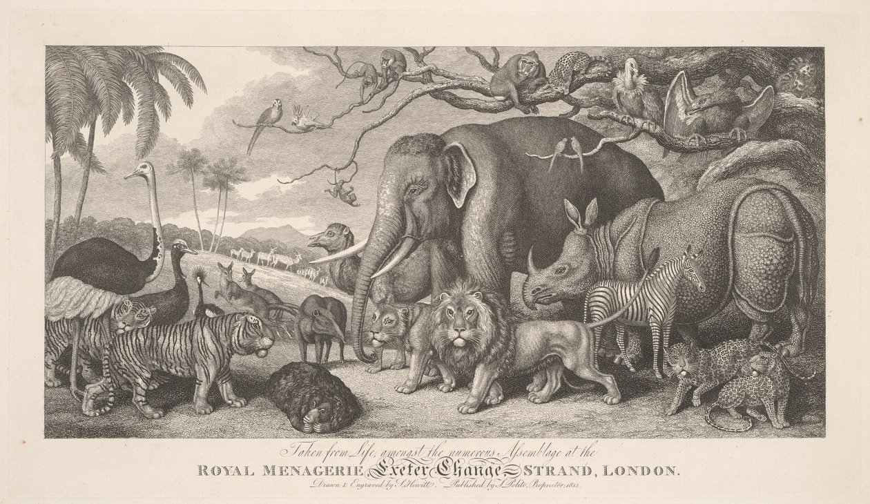 Tegnet etter livet, blant den tallrike forsamlingen i det kongelige menasjeriet, Exeter Exchange, Strand, London av Samuel Howitt