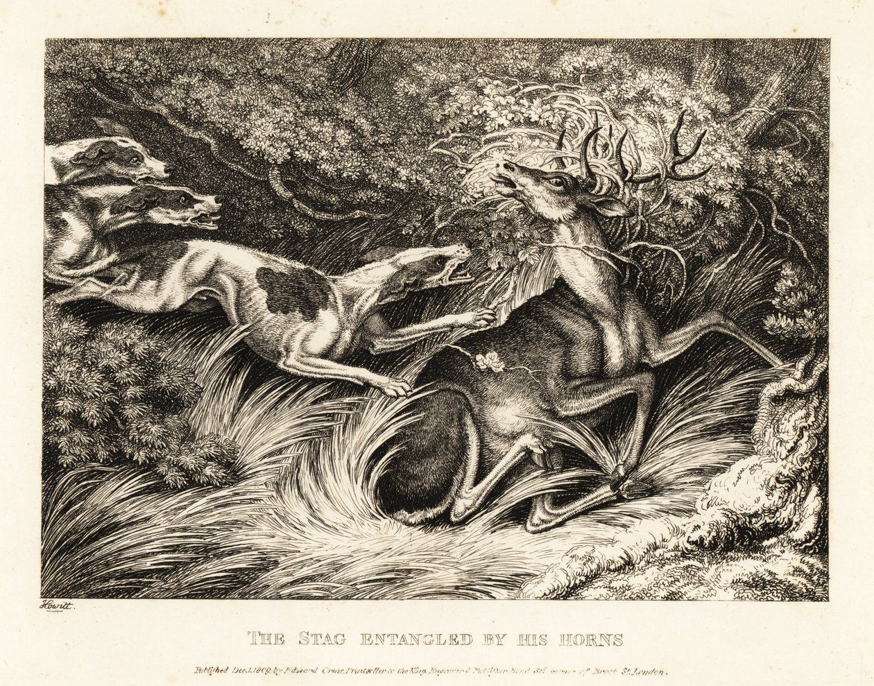 Tre hunder angriper en hjort fanget av geviret. 1811 (etsing) av Samuel Howitt