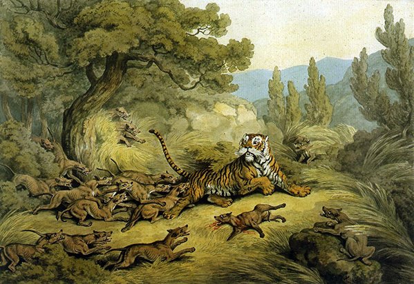 Tiger Hunted by Wild Dogs (akvarell på papir) av Samuel Howitt
