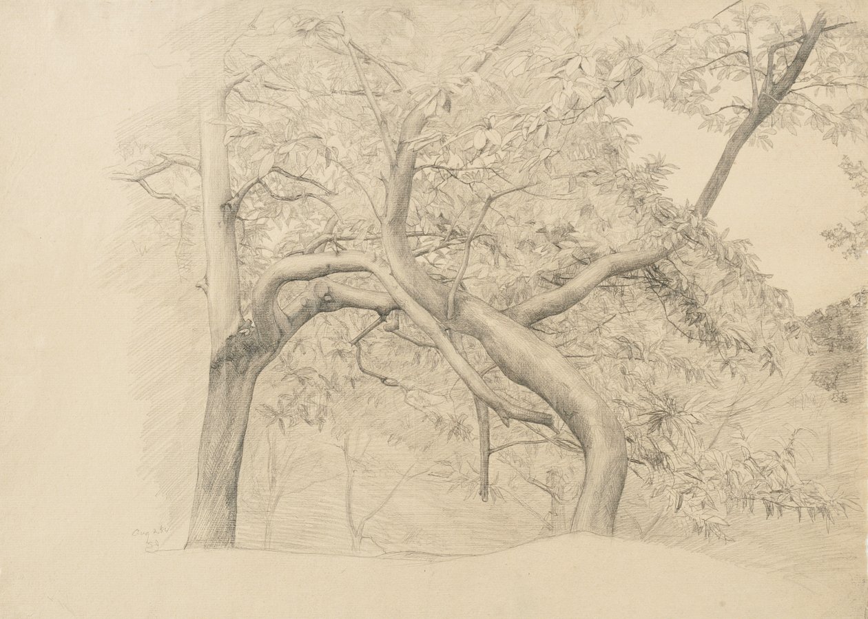 Et kratt av trær i løvverk, 1884 (grafitt på brunfarget papir) av Samuel Isham