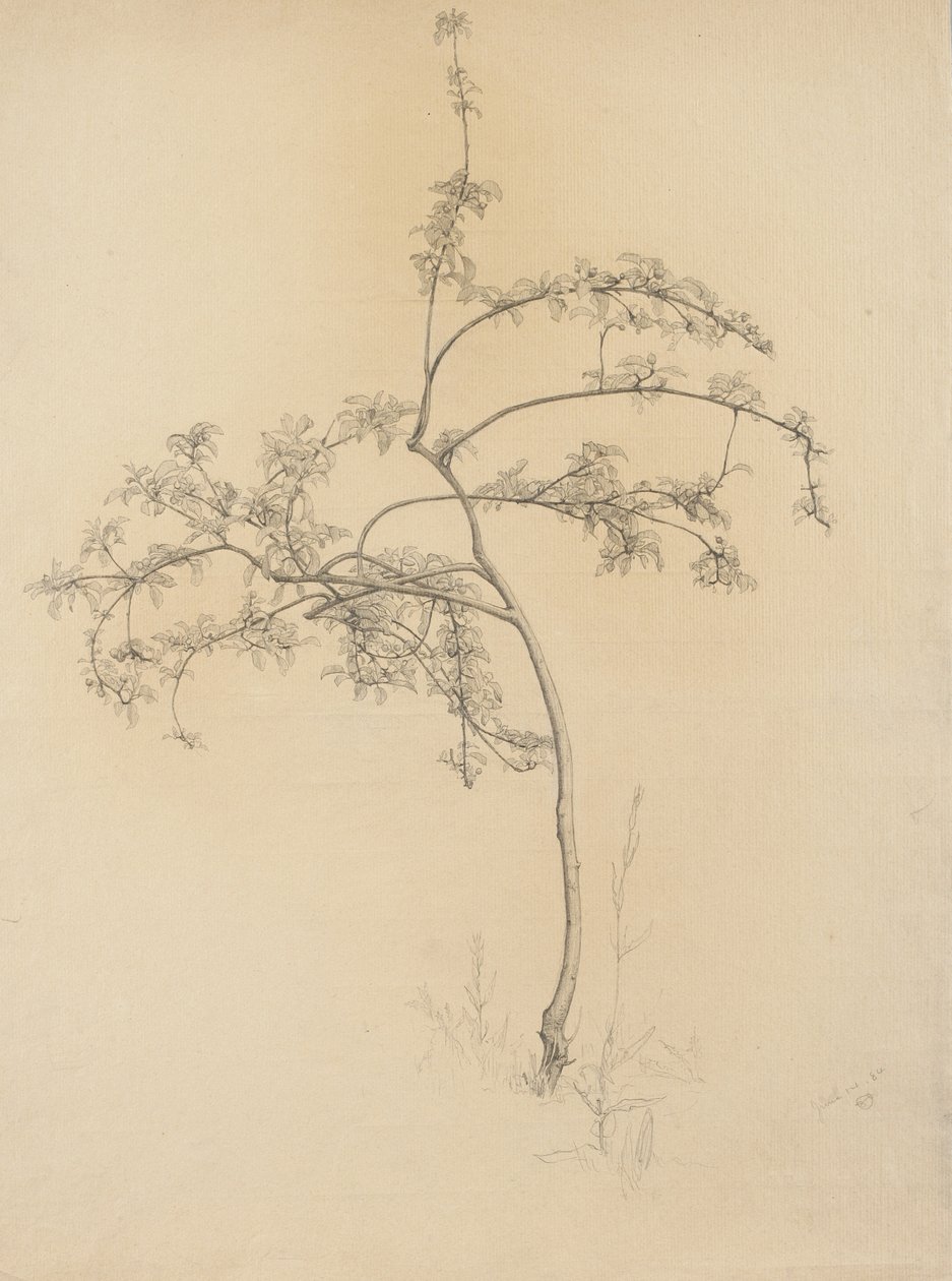 Blomstrende tre, 1884 (grafitt på brunfarget papir) av Samuel Isham