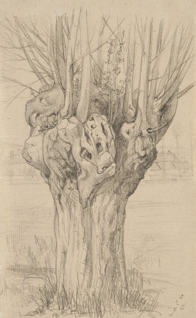 Knotrete tre, 1884 (grafitt på brunfarget papir) av Samuel Isham