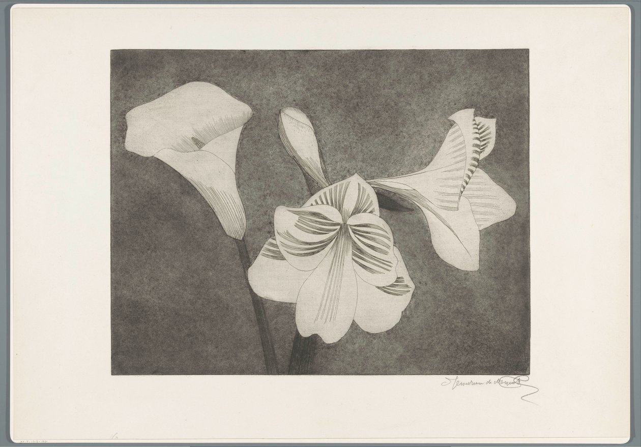 Amaryllis og arum av Samuel Jessurun de Mesquita (signed by artist)