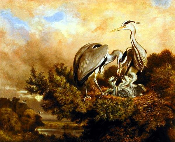 Hegre som mater ungene sine i et furutre av Samuel John Carter