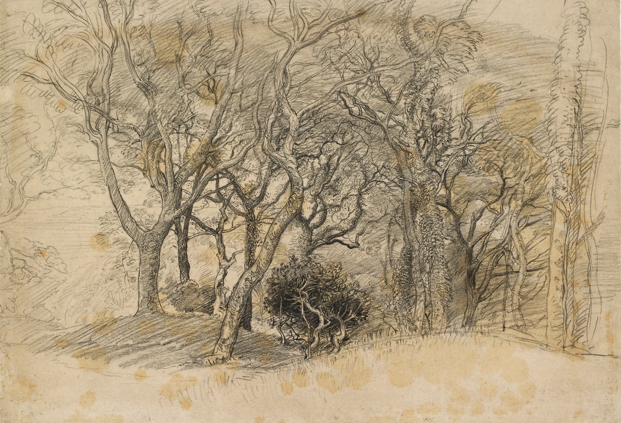 Studie av trær, Clovelly Park, 1834 av Samuel Palmer