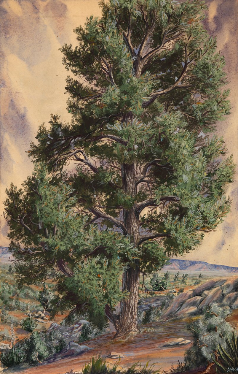 Pine Tree, n.d. av Sandow