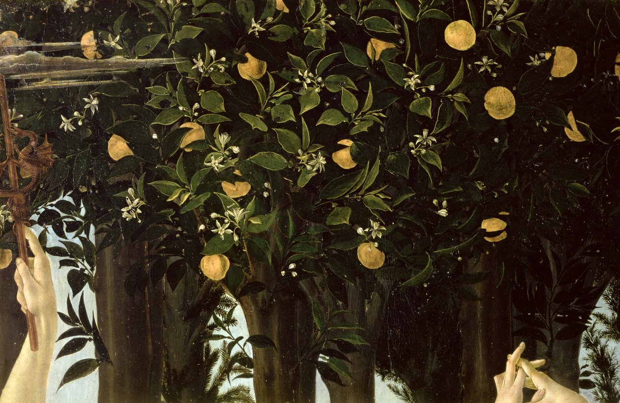 Primavera, detalj av appelsintreet, c.1478 tempera på panel av Sandro Botticelli