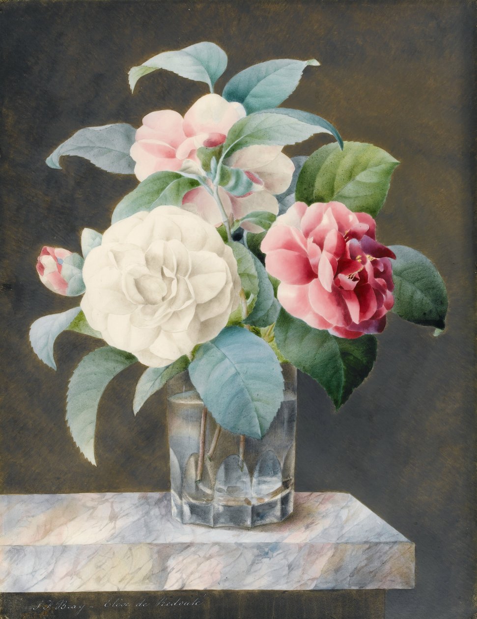 En kuttet glassvase som inneholder hvite, rosa og røde kameliaer på en spraglet marmorplate (wc og kroppsfarge på vellum, bakt med papir) av Sarah Bray