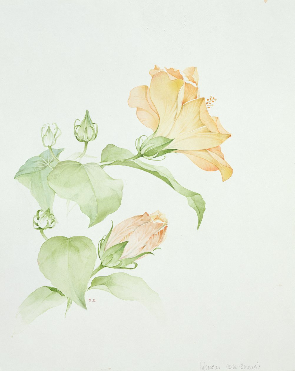 Hibiscus rosa-sinensis av Sarah Creswell