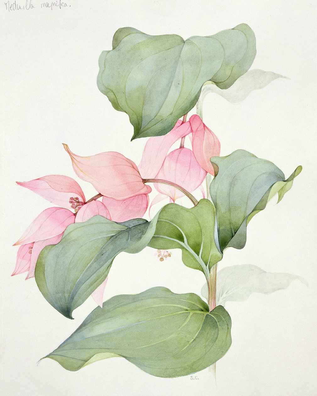 Fantastisk Medinilla av Sarah Creswell