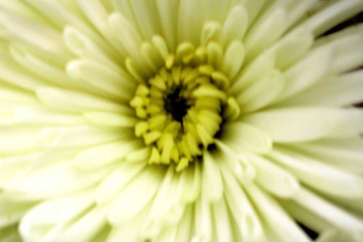 Bursdagsblomst av Sarah OToole