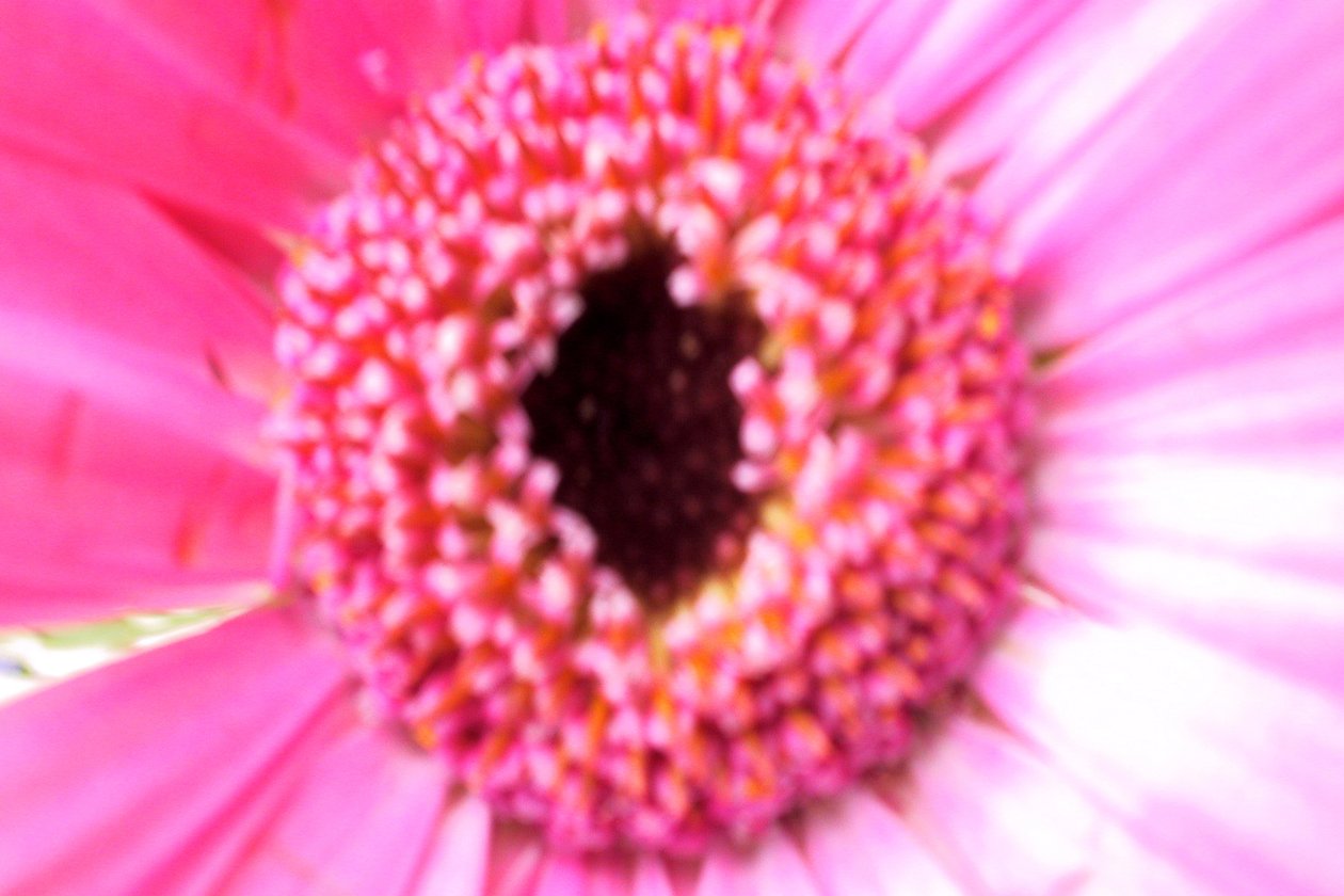 Brudepike rosa av Sarah OToole