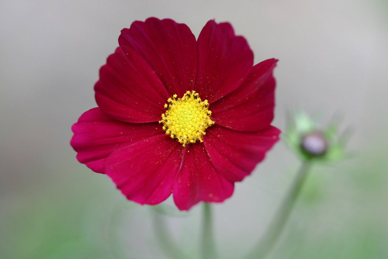 Garsington Dahlia, 2009 av Sarah OToole