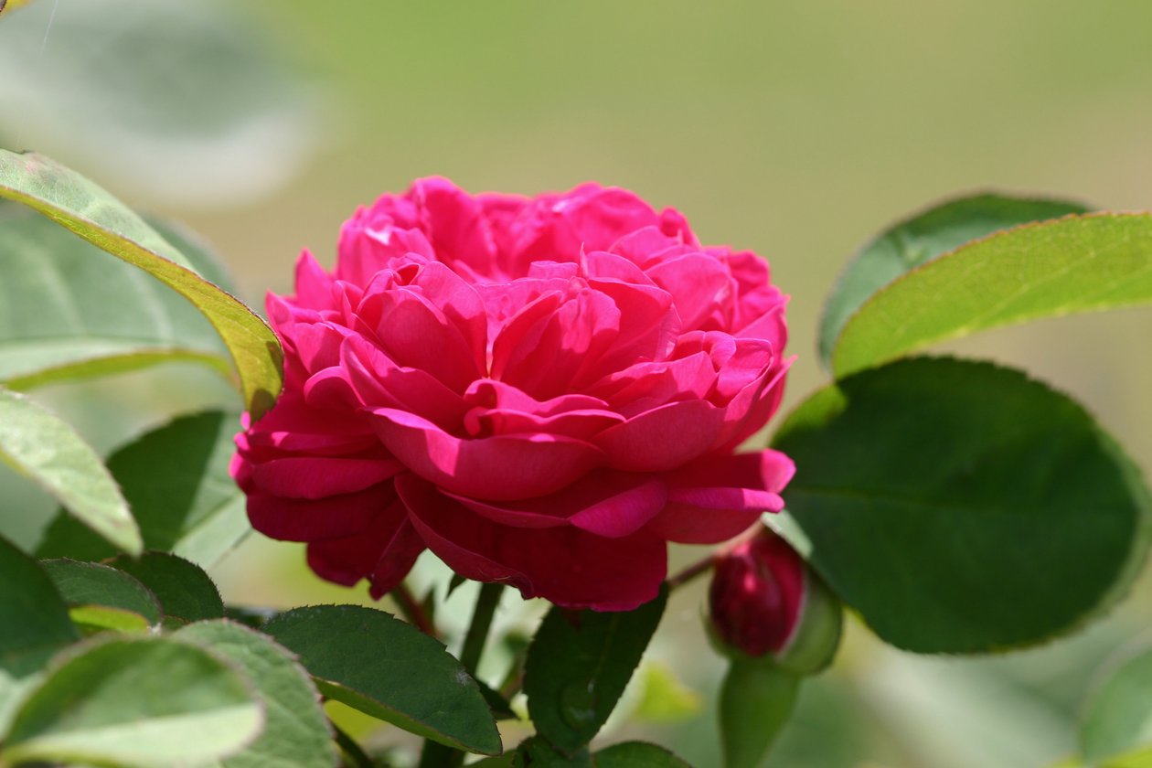Garsington David Austin Rose, 2009 av Sarah OToole