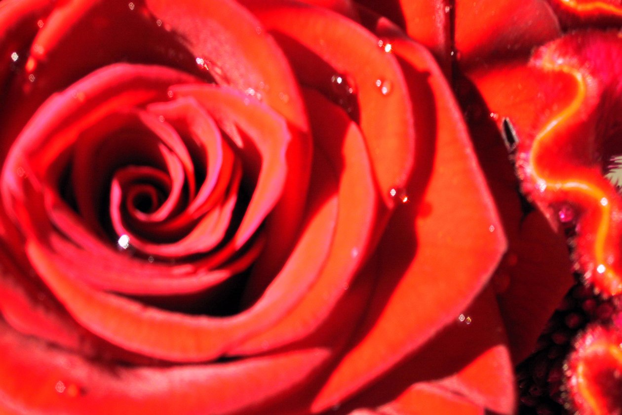 Valentines av Sarah OToole
