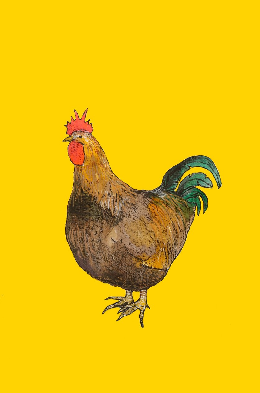 Cock, 2008 (wc og conte fargestift på papir) av Sarah Thompson Engels