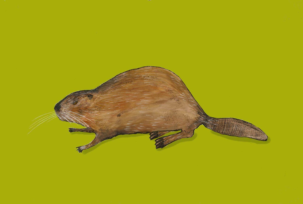 Bever av Sarah Thompson Engels