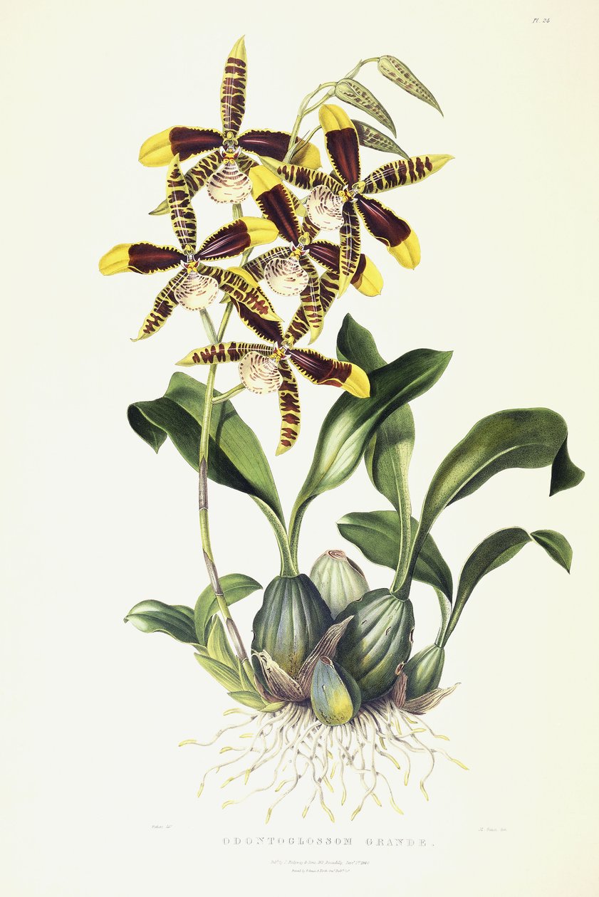 Odontoglossum Grande, ca. 1837-1843 av Miss Drake