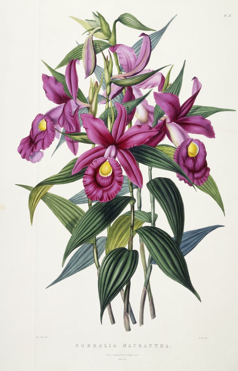 Sobralia Macrantha, ca. 1837-43 av Miss Drake