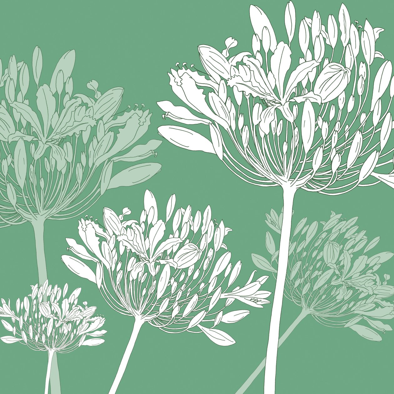 Agapanthus breeze, 2005 (digital) av Sarah Hough