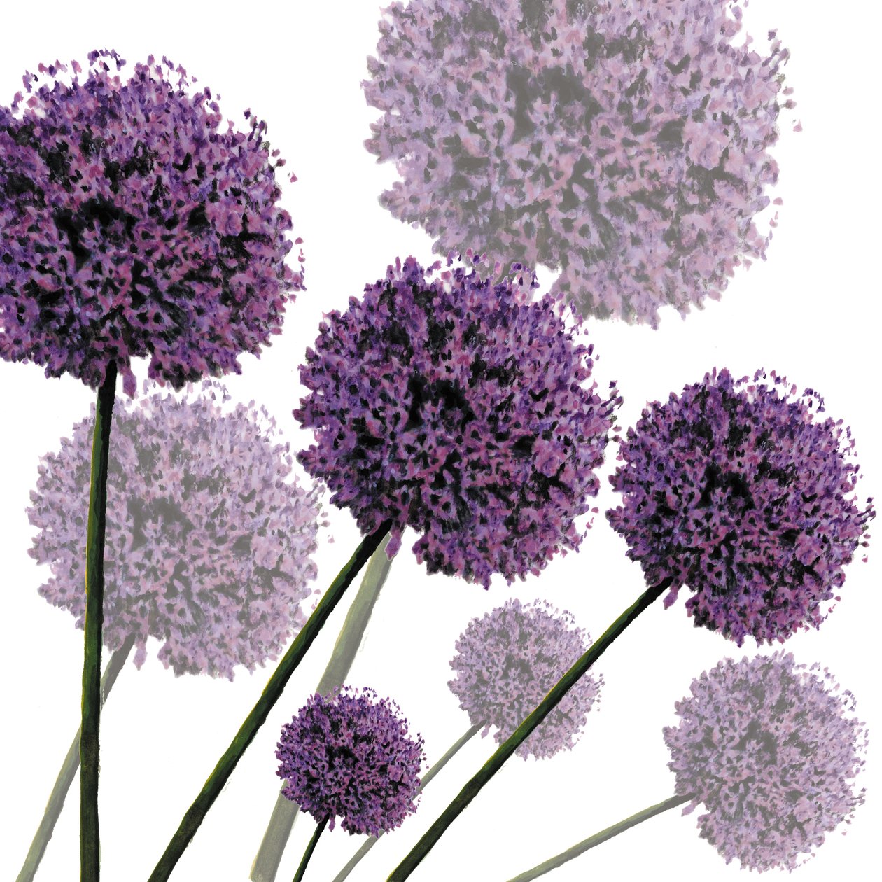 Allium Fernandez, 2004 (digital) av Sarah Hough