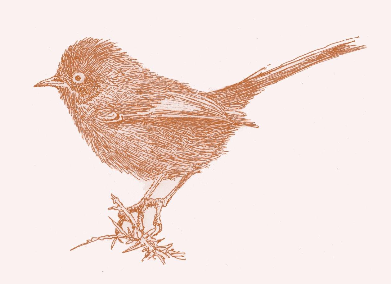 Dartford Warbler, 2017 av Sarah Hough