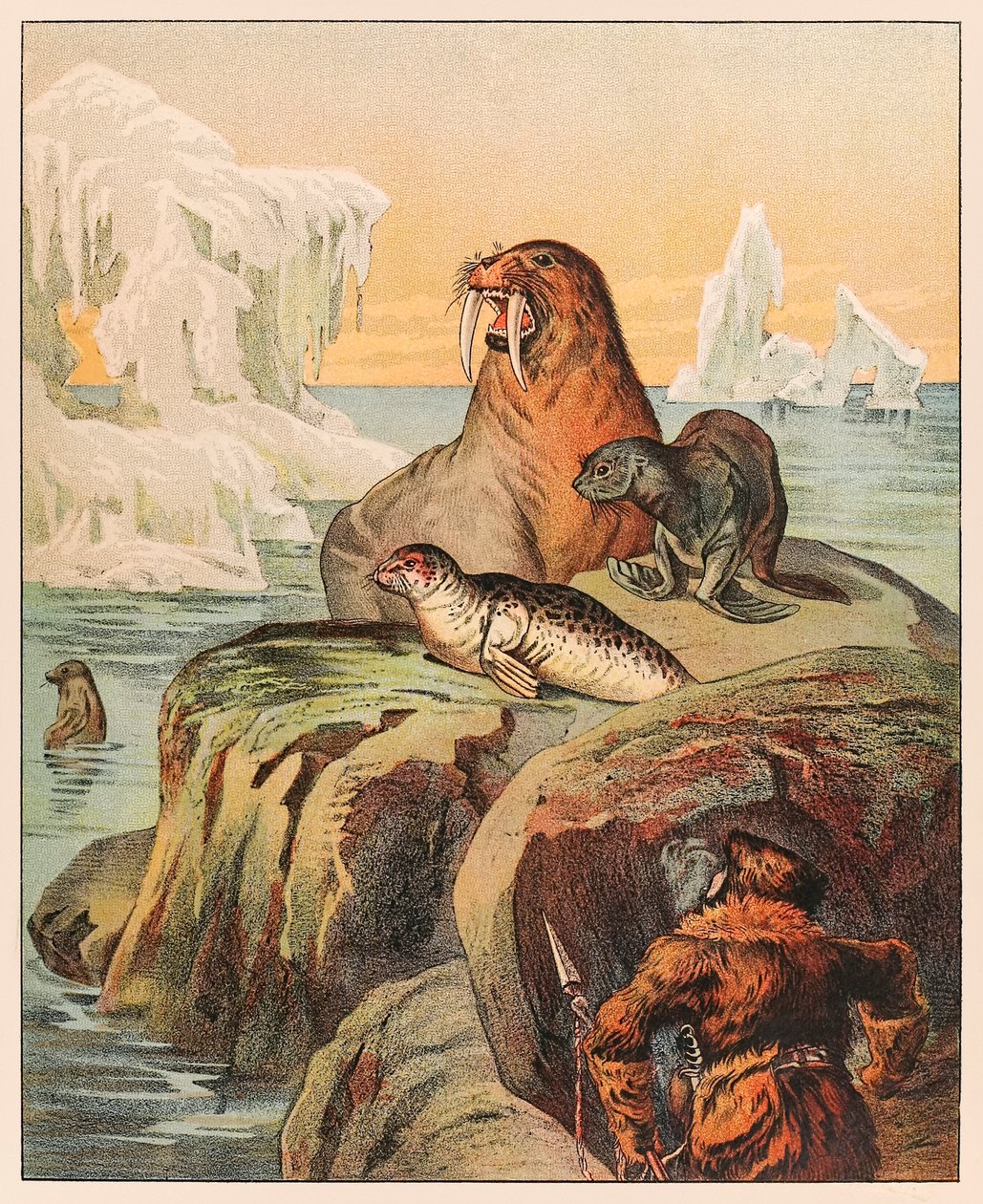 En eskimo som jakter sel og en hvalross, fra P.T. Barnums Menagerie utgitt i 1888, illustrasjon av Sarah J. Burke. av Sarah J. Burke
