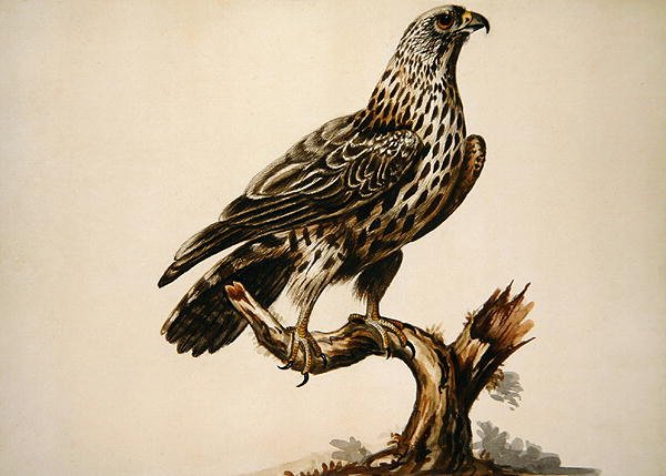 A Buzzard (akvarell på papir) av Sarah Stone