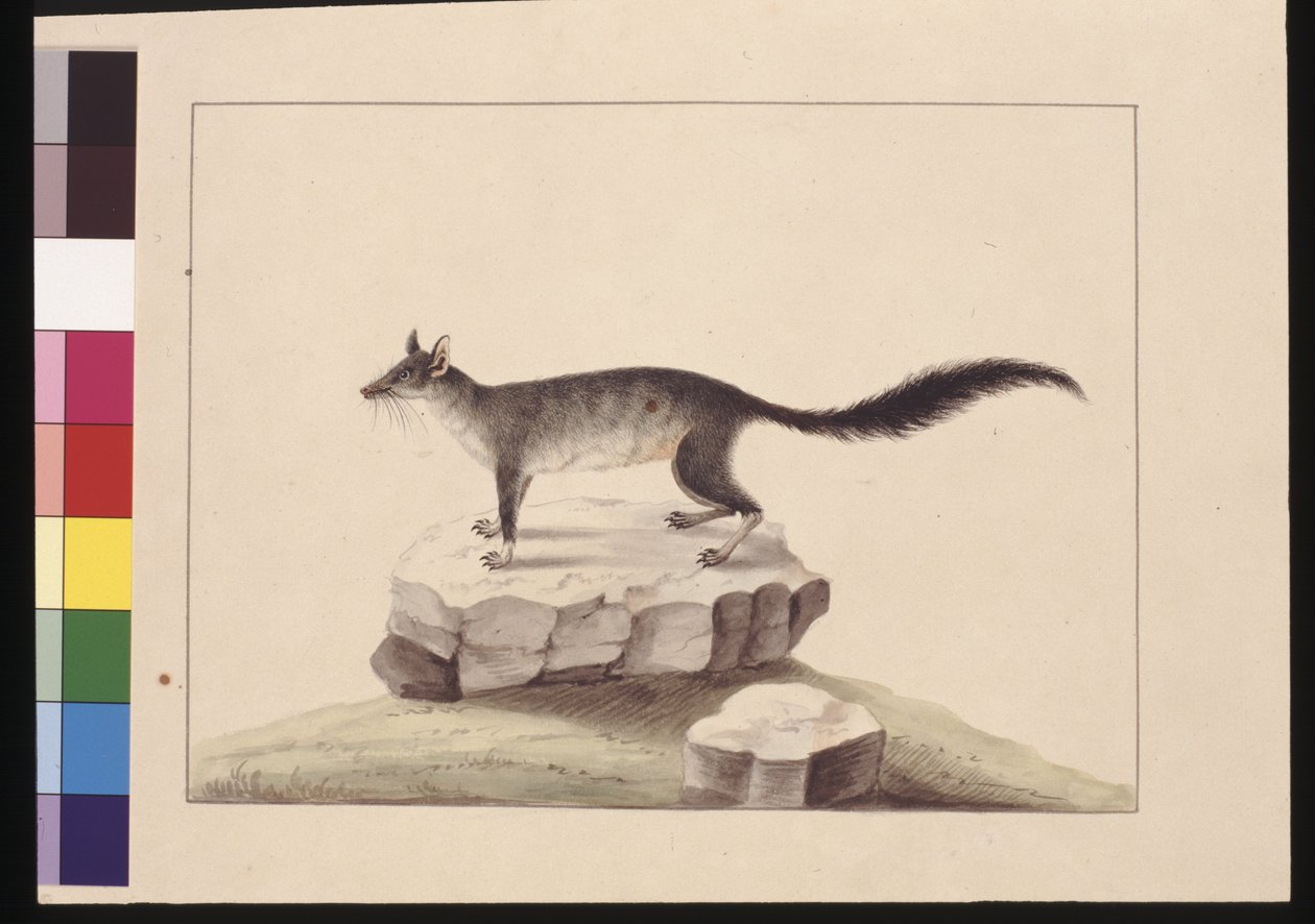 Side 10. Tapoa Tafa. Nå kjent som en Brush-tailed Phascogale, ca. 1789-90 (akvarell) av Sarah Stone